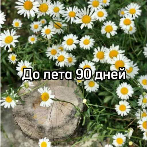 ☀️ Стикер «До лета» для Telegram