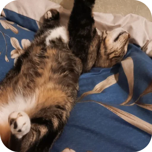 🐱 Стикер «Тоша и Чихуахуа» для Telegram