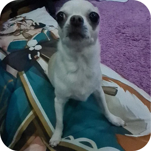 🐶 Стикер «Тоша и Чихуахуа» для Telegram