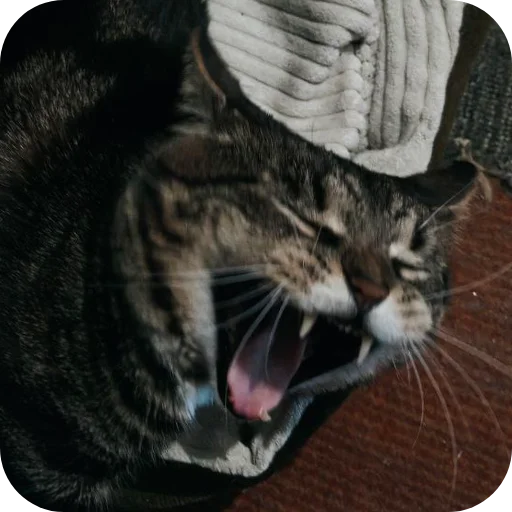 🐱 Стикер «Тоша и Чихуахуа» для Telegram