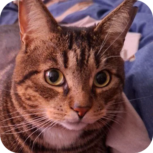 🐱 Стикер «Тоша и Чихуахуа» для Telegram