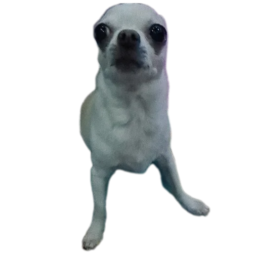 🐶 Стикер «Тоша и Чихуахуа» для Telegram