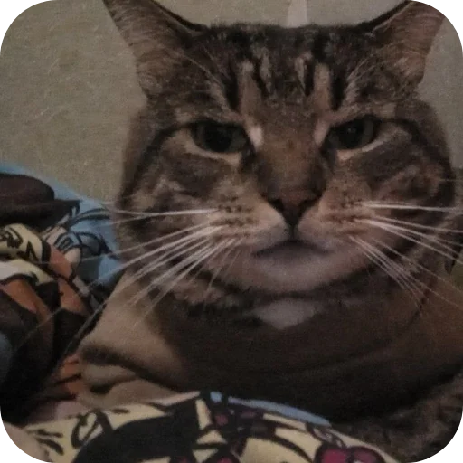 🐱 Стикер «Тоша и Чихуахуа» для Telegram