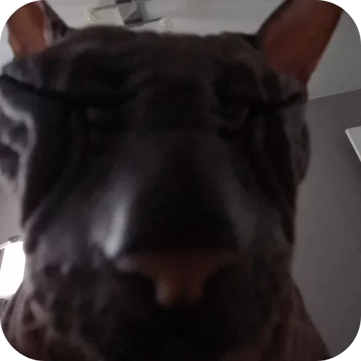 🐶 Стикер «Тоша и Чихуахуа» для Telegram