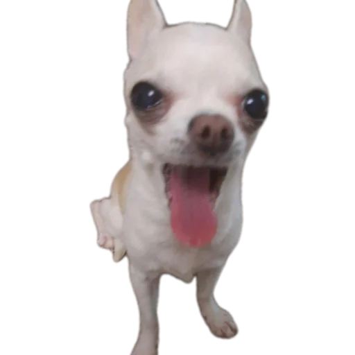 🐶 Стикер «Тоша и Чихуахуа» для Telegram