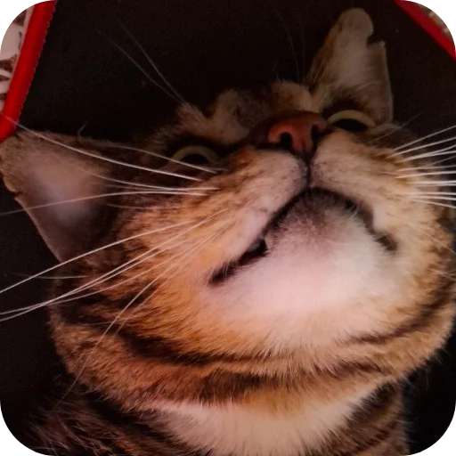 🐱 Стикер «Тоша и Чихуахуа» для Telegram