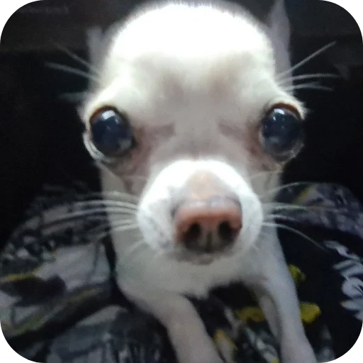 🐶 Стикер «Тоша и Чихуахуа» для Telegram