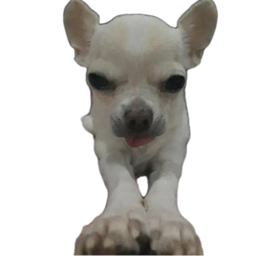 🐶 Стикер «Тоша и Чихуахуа» для Telegram