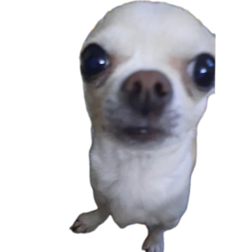 🐶 Стикер «Тоша и Чихуахуа» для Telegram