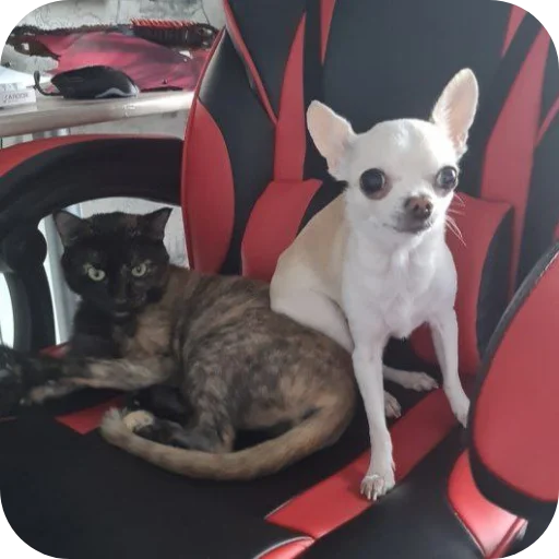 🐱 Стикер «Тоша и Чихуахуа» для Telegram