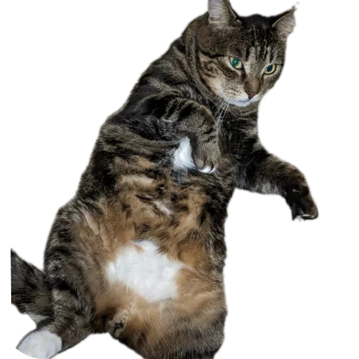 🐱 Стикер «Тоша и Чихуахуа» для Telegram