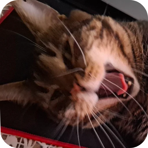🐱 Стикер «Тоша и Чихуахуа» для Telegram