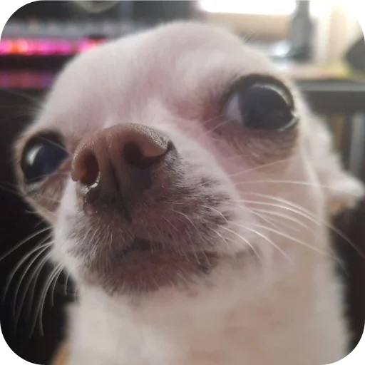 🐱 Стикер «Тоша и Чихуахуа» для Telegram