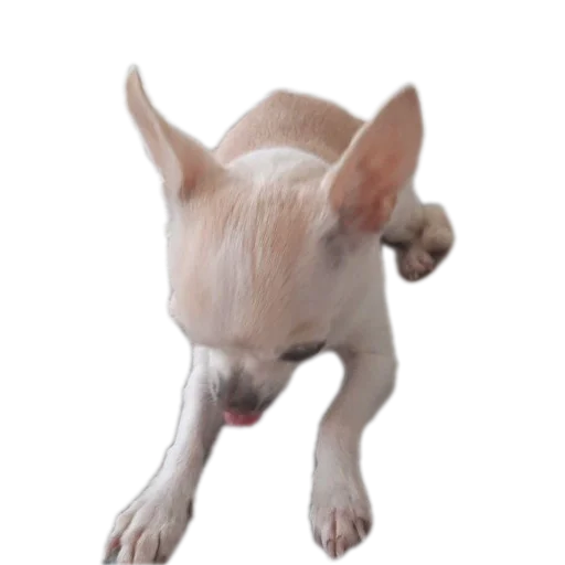 🐶 Стикер «Тоша и Чихуахуа» для Telegram
