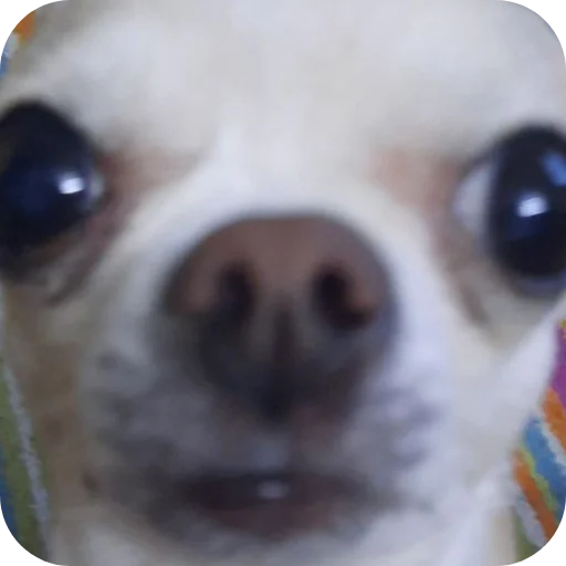 🐶 Стикер «Тоша и Чихуахуа» для Telegram