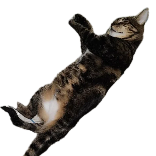 🐱 Стикер «Тоша и Чихуахуа» для Telegram