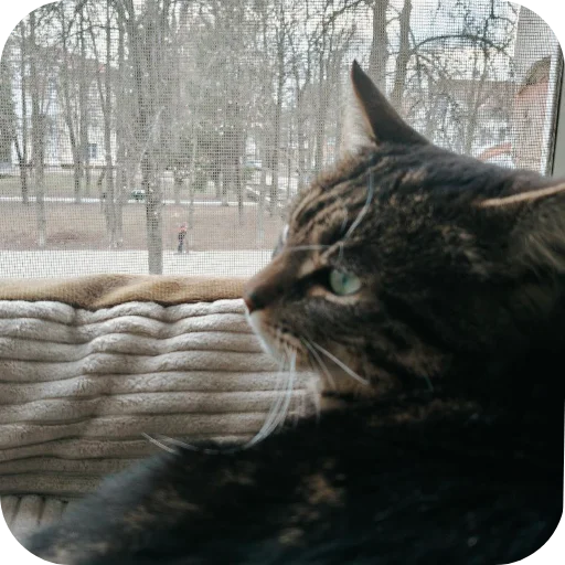 🐱 Стикер «Тоша и Чихуахуа» для Telegram