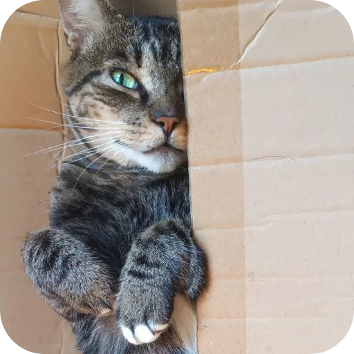 🐱 Стикер «Тоша и Чихуахуа» для Telegram