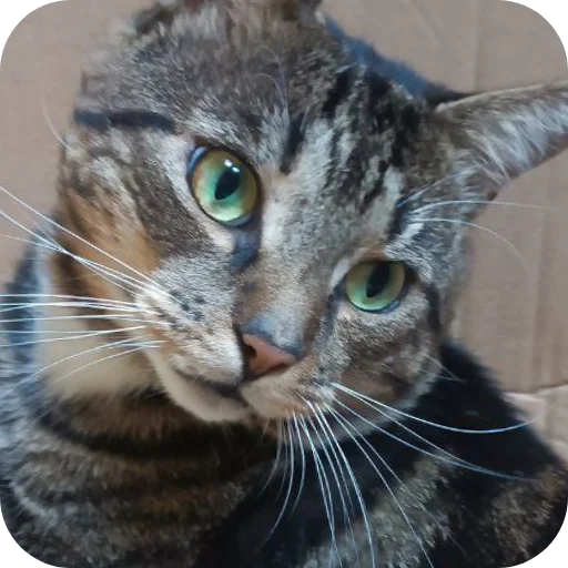 🐱 Стикер «Тоша и Чихуахуа» для Telegram