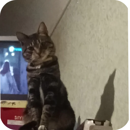 🐱 Стикер «Тоша и Чихуахуа» для Telegram