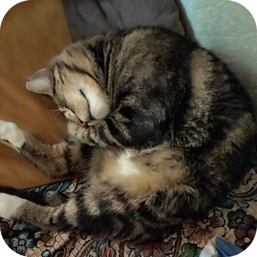 🐱 Стикер «Тоша и Чихуахуа» для Telegram