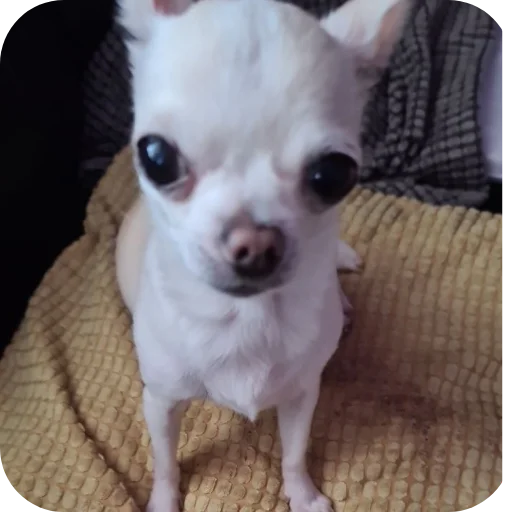 🐶 Стикер «Тоша и Чихуахуа» для Telegram