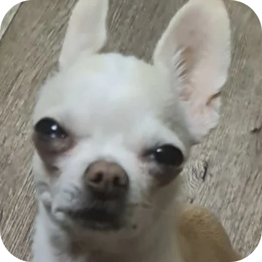 🐶 Стикер «Тоша и Чихуахуа» для Telegram
