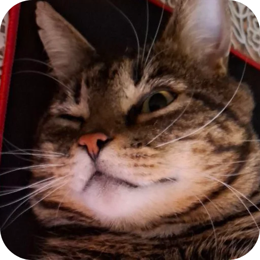 🐱 Стикер «Тоша и Чихуахуа» для Telegram