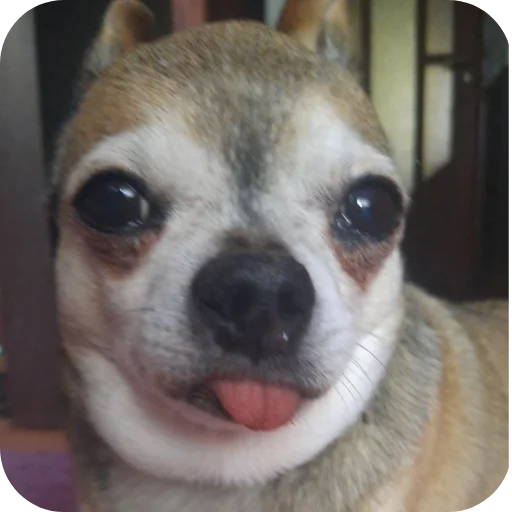 🐶 Стикер «Тоша и Чихуахуа» для Telegram