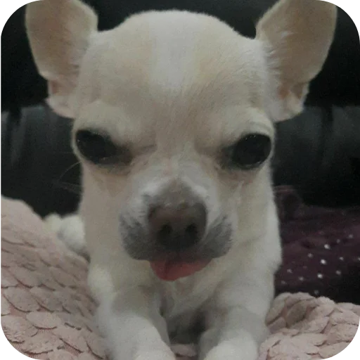 🐶 Стикер «Тоша и Чихуахуа» для Telegram
