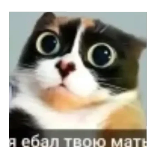 🫥 Стикер «Ибо четко» для Telegram