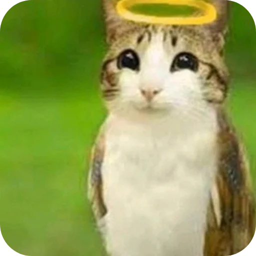 🐱 Стикер «Meow» для Telegram