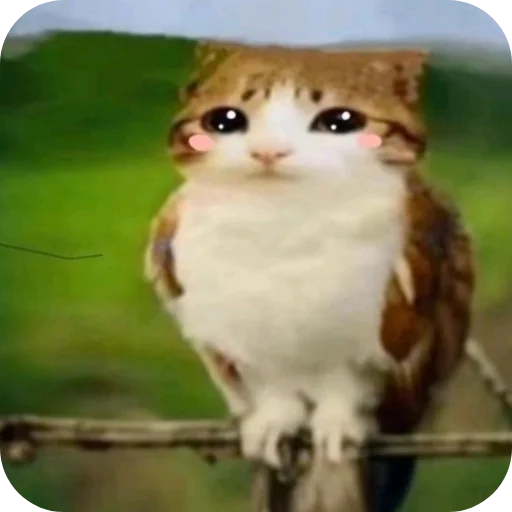 🐱 Стикер «Meow» для Telegram