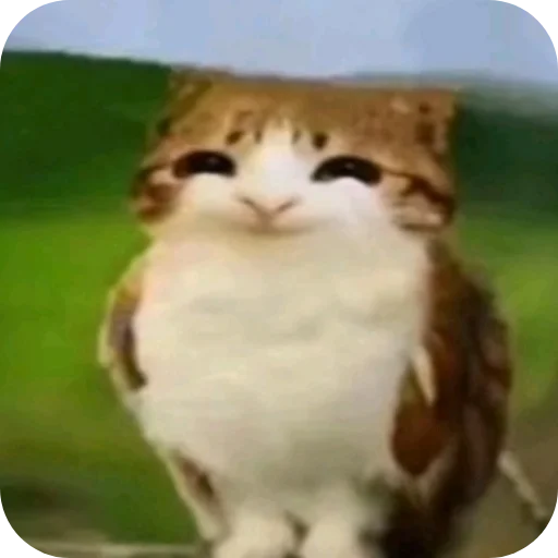 😊 Стикер «Meow» для Telegram