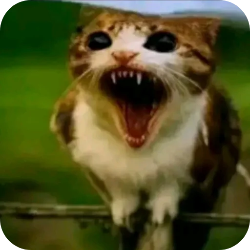🫨 Стикер «Meow» для Telegram