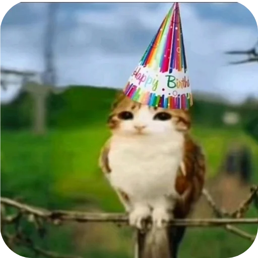 🐱 Стикер «Meow» для Telegram