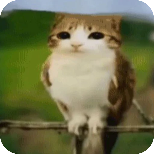 🐱 Стикер «Meow» для Telegram