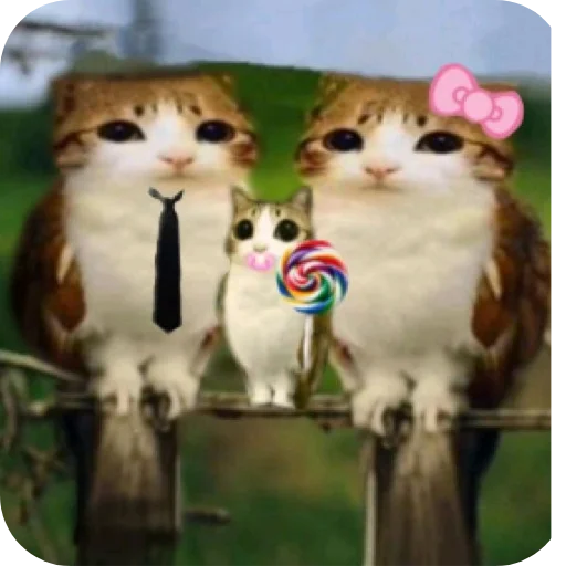 🐱 Стикер «Meow» для Telegram