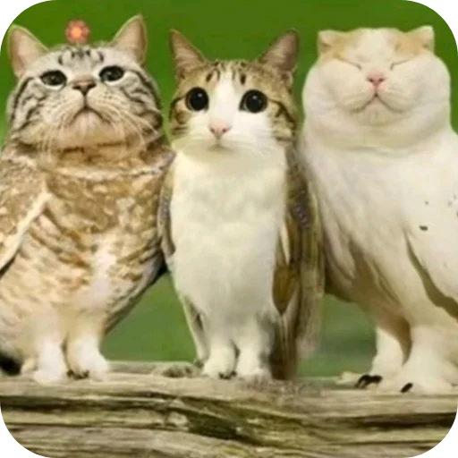 🐱 Стикер «Meow» для Telegram