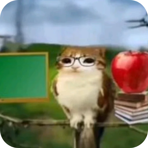 👍 Стикер «Meow» для Telegram