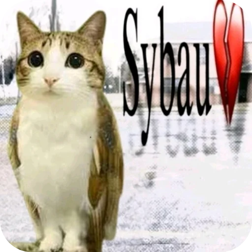 🐱 Стикер «Meow» для Telegram