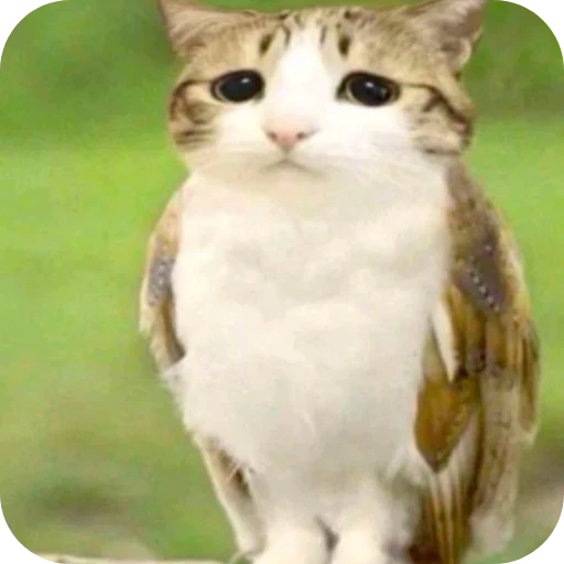 🐱 Стикер «Meow» для Telegram