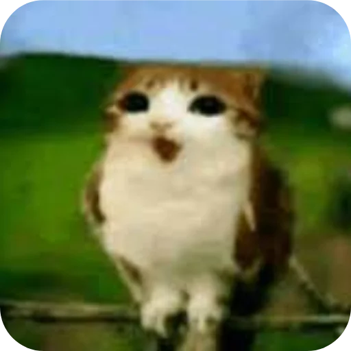 😮 Стикер «Meow» для Telegram
