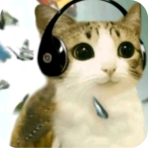 🐱 Стикер «Meow» для Telegram