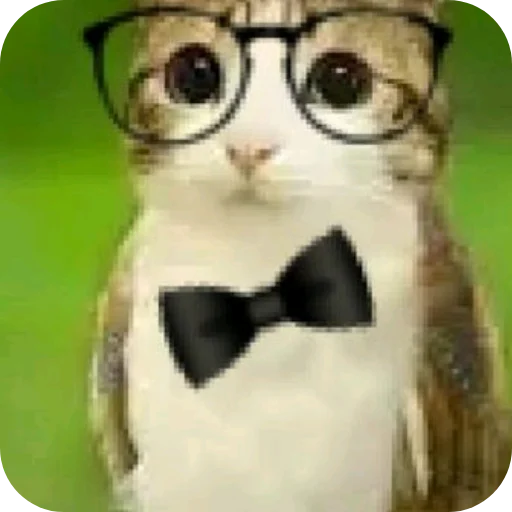 🤓 Стикер «Meow» для Telegram