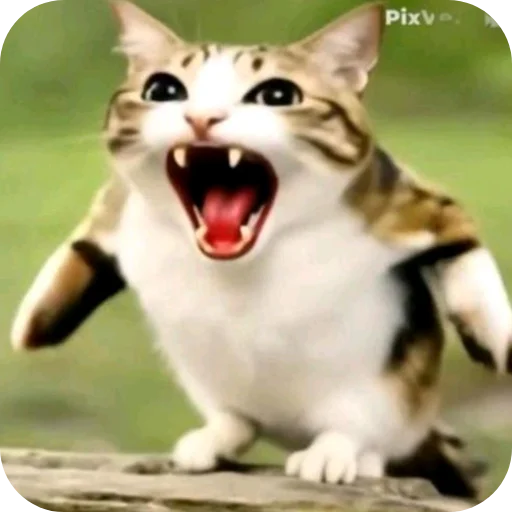 🐱 Стикер «Meow» для Telegram