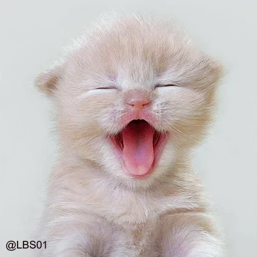😝 Стикер «Чихуахуа» для Telegram