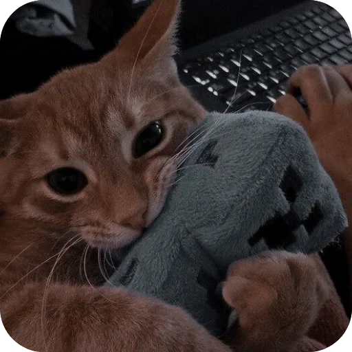 🐱 Стикер «сонечка» для Telegram