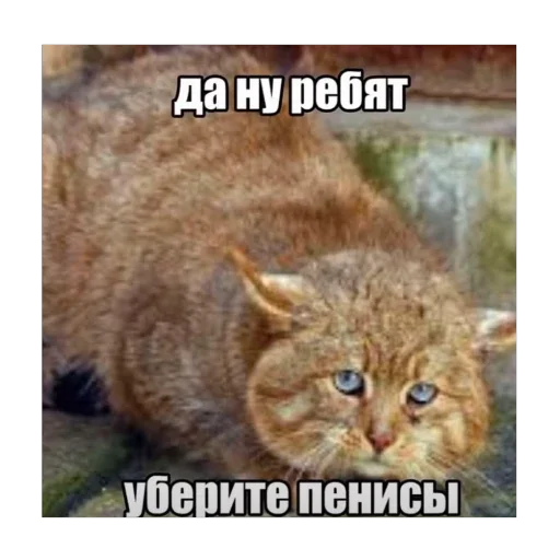 🥺 Стикер «5 минут мозг это че бу» для Telegram