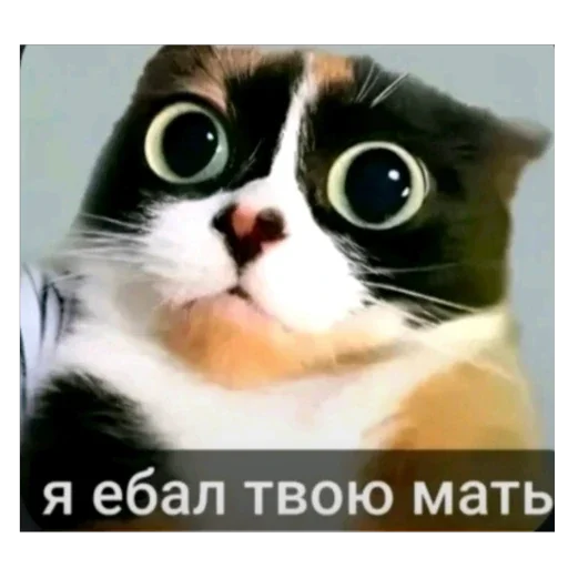 🥰 Стикер «5 минут мозг это че бу» для Telegram